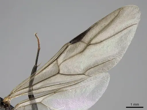 Camponotus grandidieri - CASENT0776769