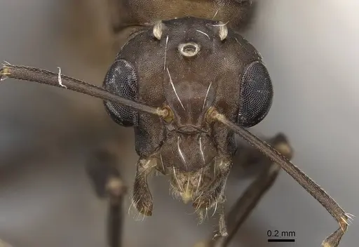 Camponotus grandidieri - CASENT0778469