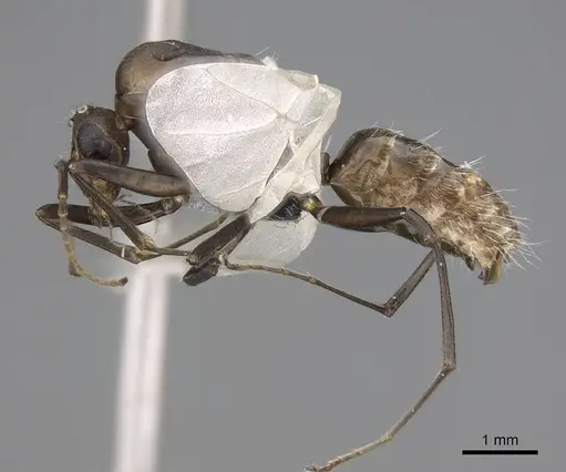 Camponotus grandidieri - CASENT0778469