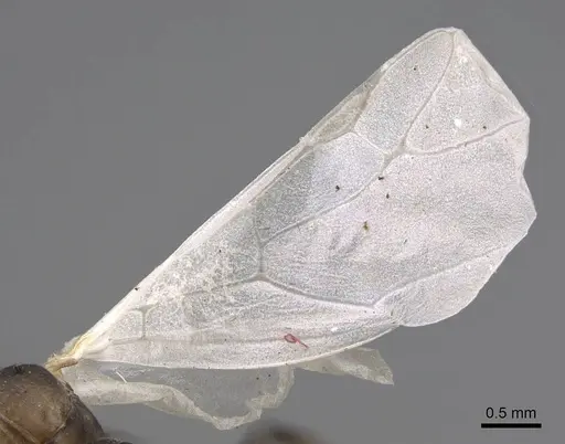 Camponotus grandidieri - CASENT0778469