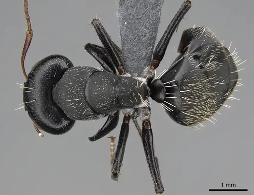 Camponotus grandidieri - CASENT0785526