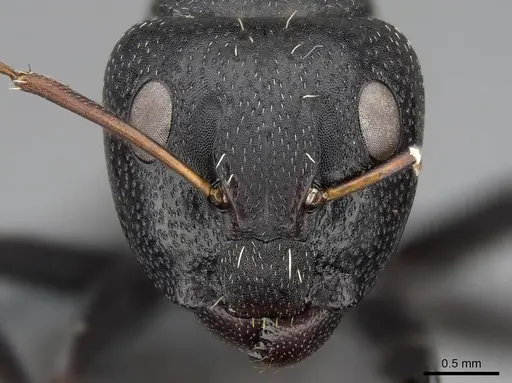 Camponotus grandidieri - CASENT0785526