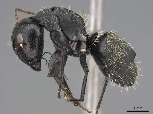 Camponotus grandidieri - CASENT0785526