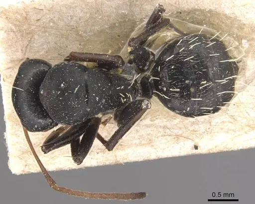 Camponotus grandidieri - CASENT0905423