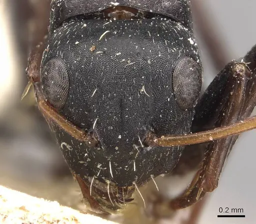 Camponotus grandidieri - CASENT0905423