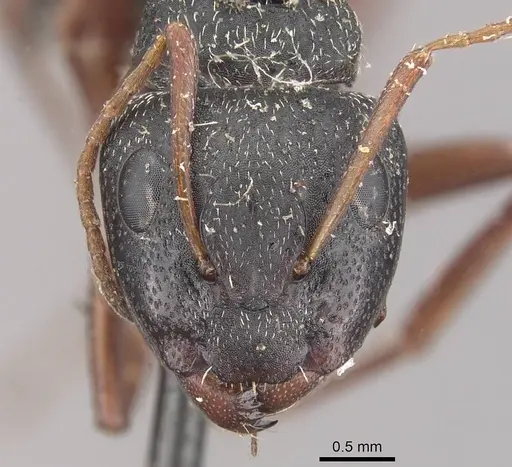 Camponotus grandidieri - CASENT0910481