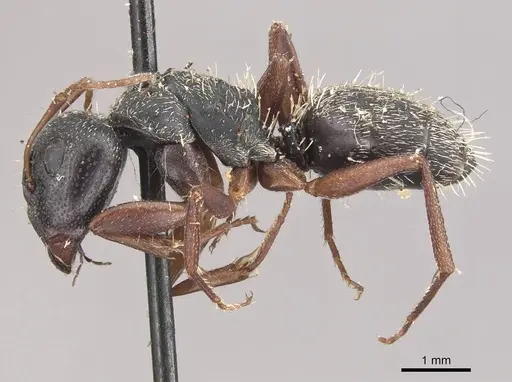 Camponotus grandidieri - CASENT0910481
