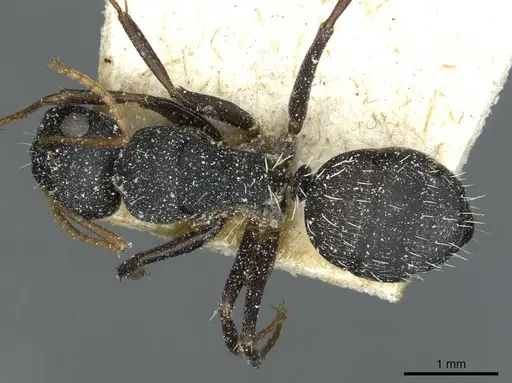 Camponotus grandidieri - CASENT0911862