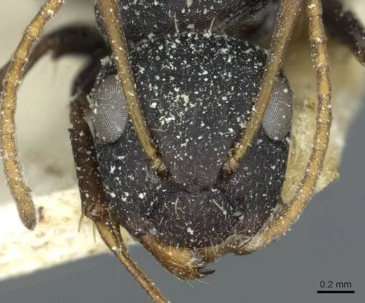 Camponotus grandidieri - CASENT0911862