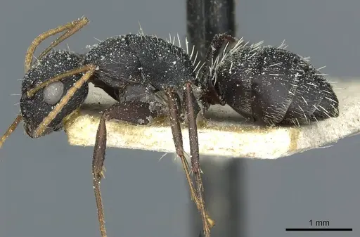Camponotus grandidieri - CASENT0911862