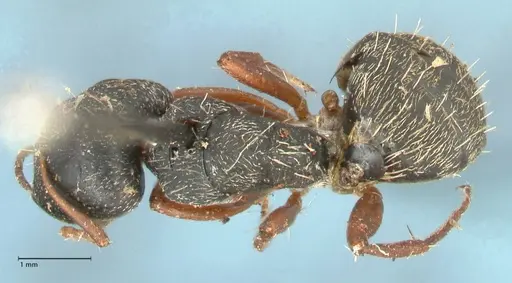 Camponotus grandidieri - FOCOL2319