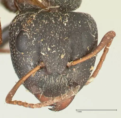 Camponotus grandidieri - FOCOL2319