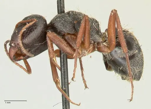 Camponotus grandidieri - FOCOL2319