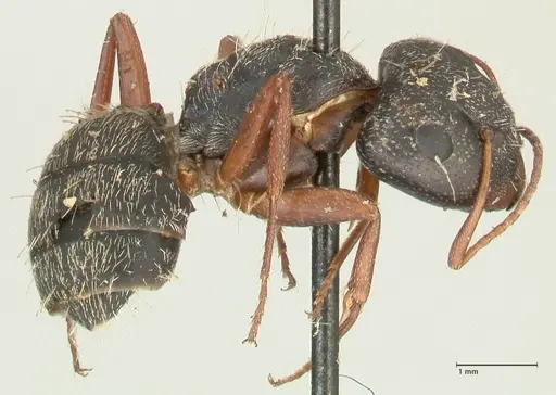 Camponotus grandidieri - FOCOL2319
