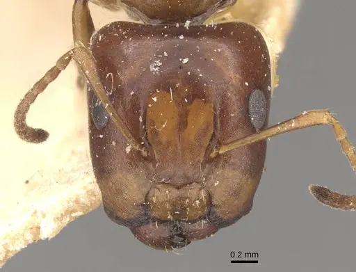 Camponotus greeni specimen