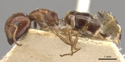 Camponotus greeni specimen