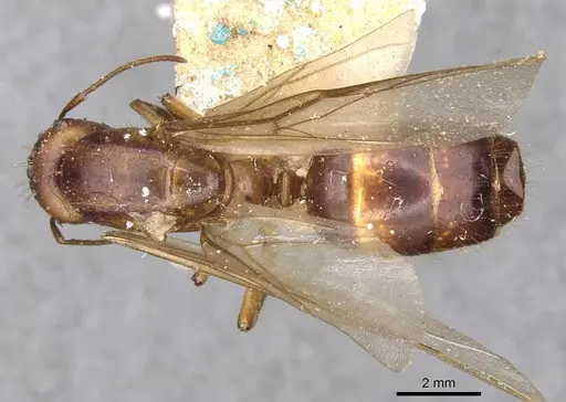 Camponotus gretae specimen
