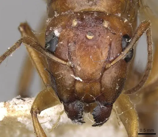 Camponotus gretae specimen