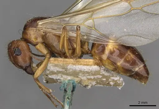 Camponotus gretae specimen