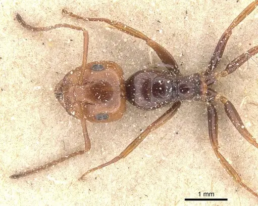 Camponotus guanchus specimen