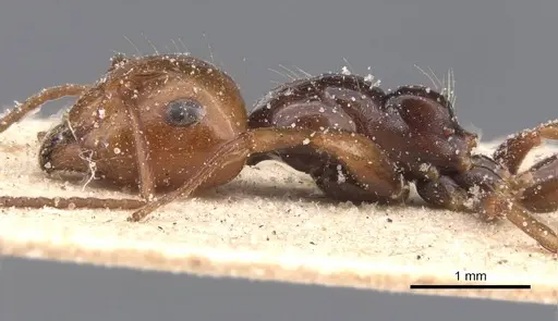 Camponotus guanchus specimen