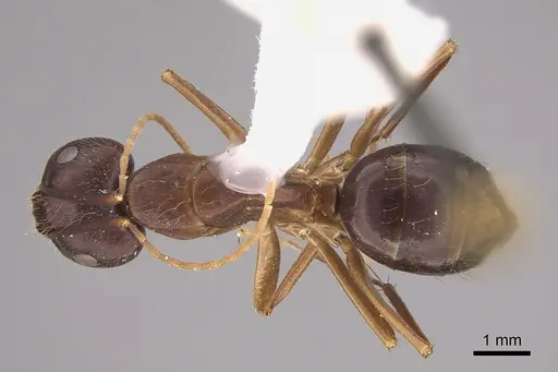 Camponotus guatemalensis specimen