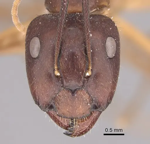 Camponotus guatemalensis specimen