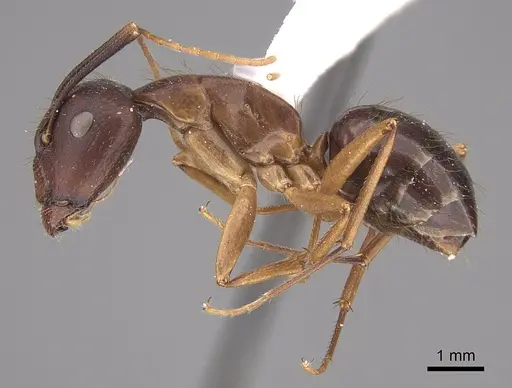 Camponotus guatemalensis specimen