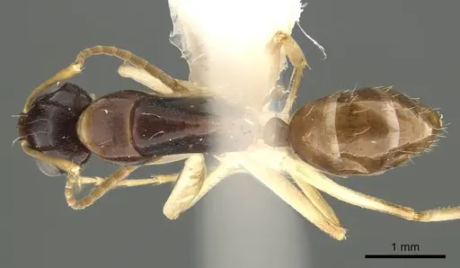 Camponotus guidae specimen