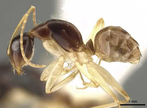 Camponotus guidae specimen