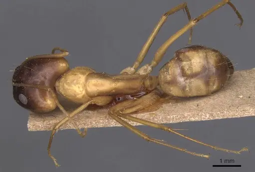 Camponotus guttatus specimen