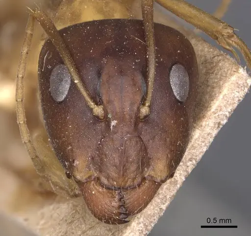 Camponotus guttatus specimen