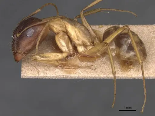 Camponotus guttatus specimen