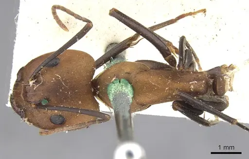 Camponotus habereri specimen