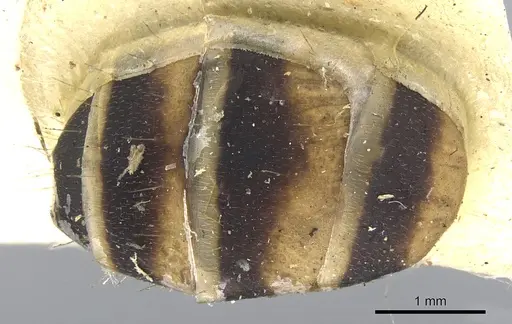 Camponotus habereri specimen