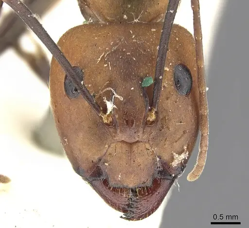 Camponotus habereri specimen