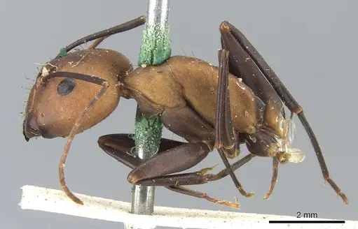 Camponotus habereri - CASENT0903573
