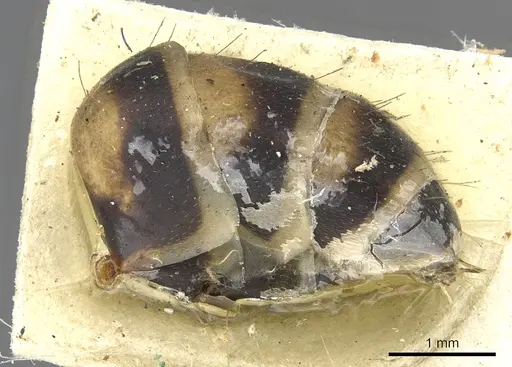 Camponotus habereri - CASENT0903573