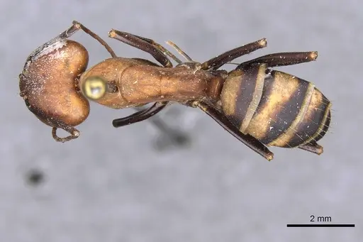 Camponotus habereri - CASENT0910142