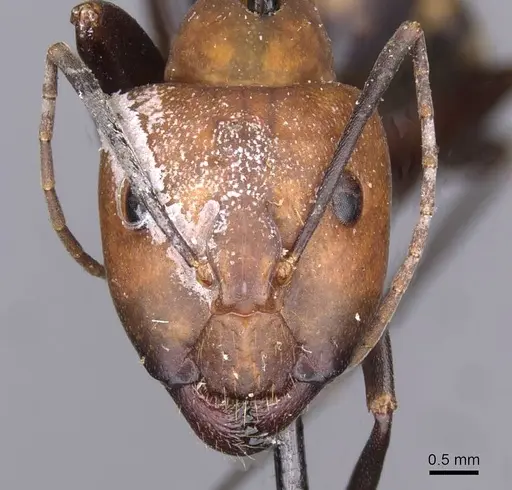 Camponotus habereri - CASENT0910142