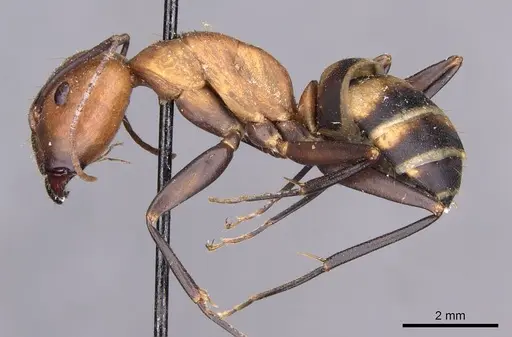 Camponotus habereri - CASENT0910142