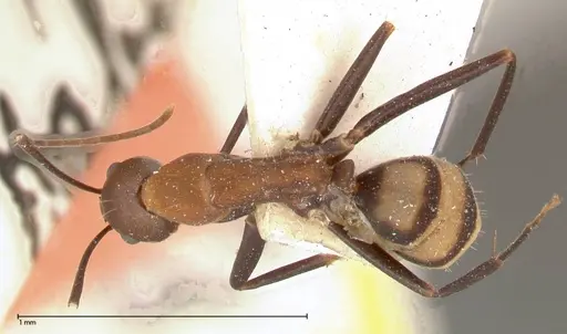 Camponotus habereri - FOCOL0559