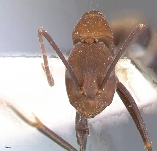 Camponotus habereri - FOCOL0559