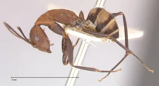 Camponotus habereri - FOCOL0559