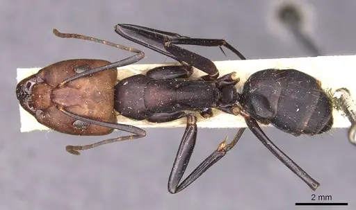 Camponotus haematocephalus specimen