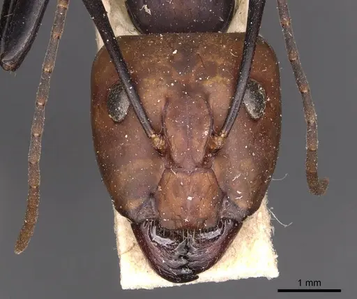 Camponotus haematocephalus specimen