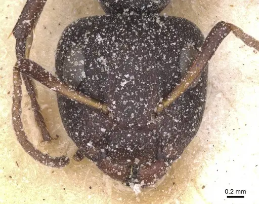 Camponotus haereticus specimen
