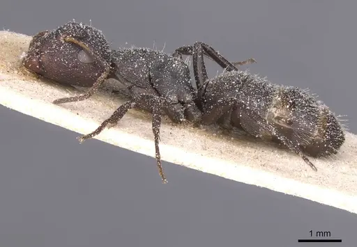 Camponotus haereticus specimen