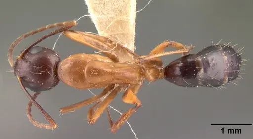 Camponotus hagensii specimen