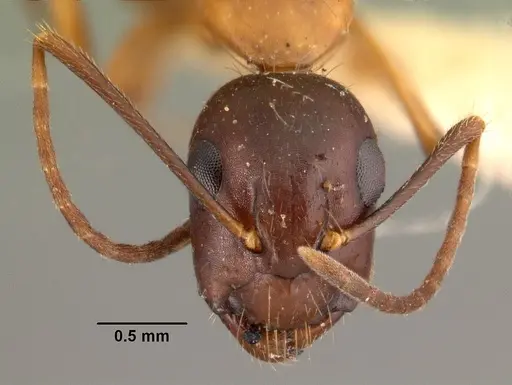 Camponotus hagensii specimen